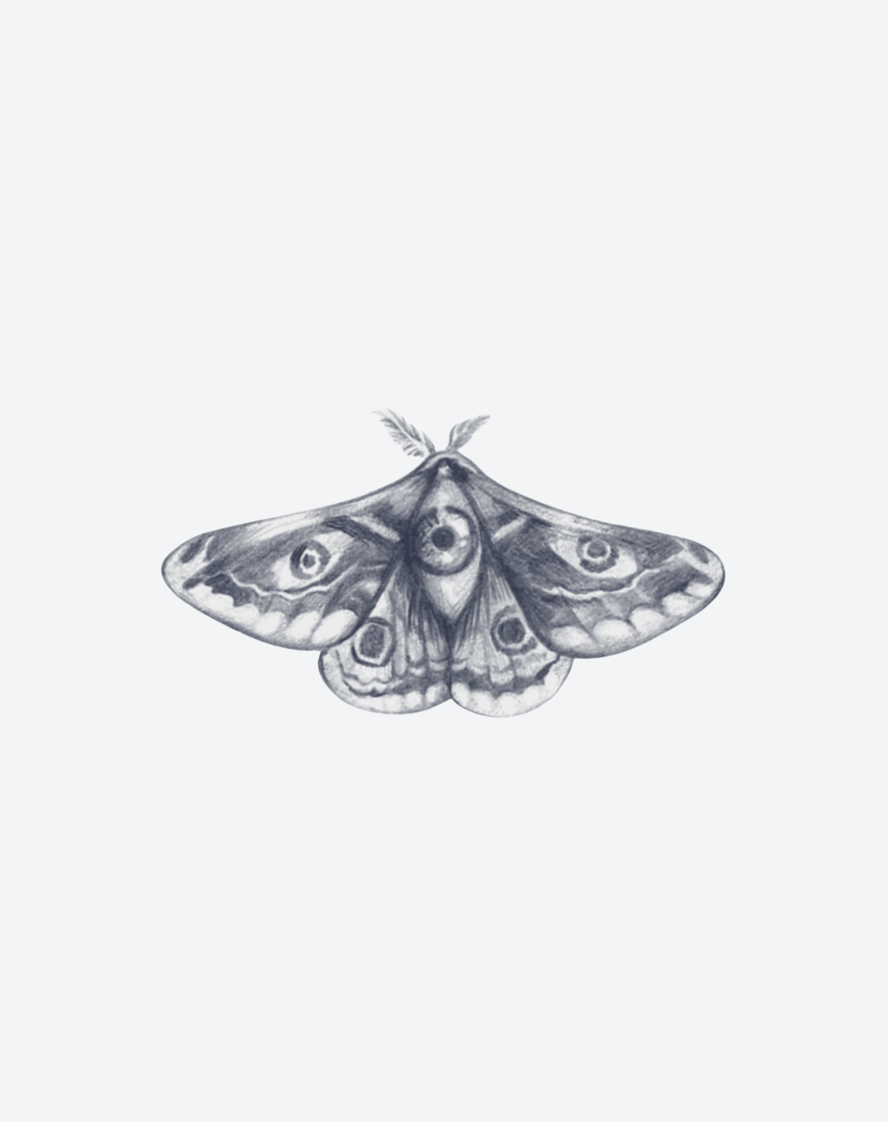 Lucid Moth